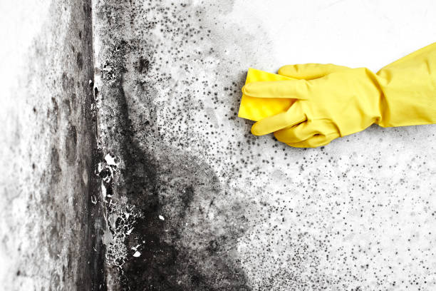 Mold Removal Process in Progress, PA