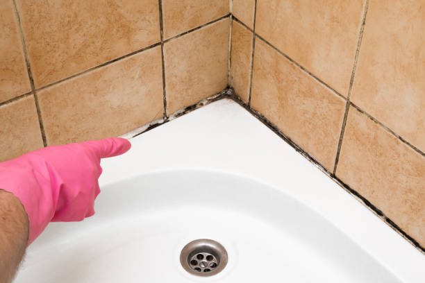 Mold Removal and Inspection in Progress, PA